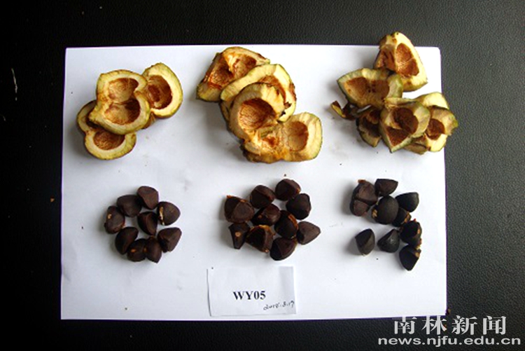 曹福亮院士团队破译红花油茶“密码”